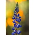 thumbnail image 2 of Jaynes Gallery 13x18 White Modern Wood Framed Museum Art Print Titled - Arizona-Peridot Mesa Lupine blossom close-up, 2 of 4