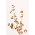 thumbnail image 2 of Artographie Studio 17x24 Black Ornate Wood Framed with Double Matting Museum Art Print Titled - Eucalyptus Gold No 04, 2 of 4