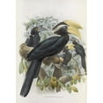 thumbnail image 2 of Daniel Giraud Elliot 11x14 Gold Ornate Wood Frame and Double Matted Museum Art Print Titled - Anthracoceros Malayanus (1882), 2 of 4