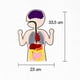 thumbnail image 2 of Órganos De Anatomía Ayudas Para La Enseñanza Órganos Del Cuerpo Humano Juguete Educativo Temprano Para Niños Inevent FN006142-00, 2 of 6