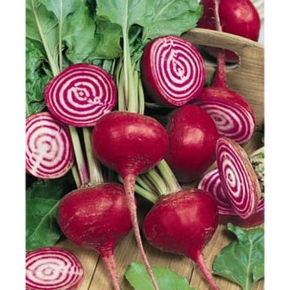 Beet Chioggia BULK Great Heirloom Vegetable 1,500 Seeds