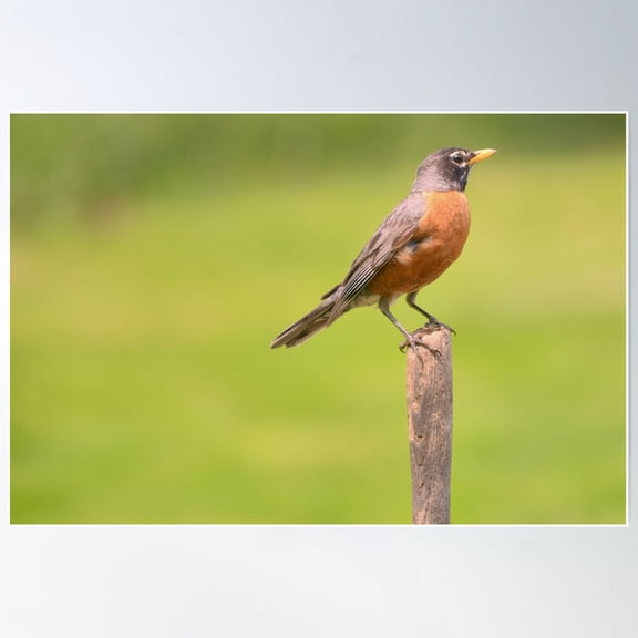 Red Robin Poster Wall Art, Modern Wall Decor For Living Room Bedroom, 8x12 UNFRAMED