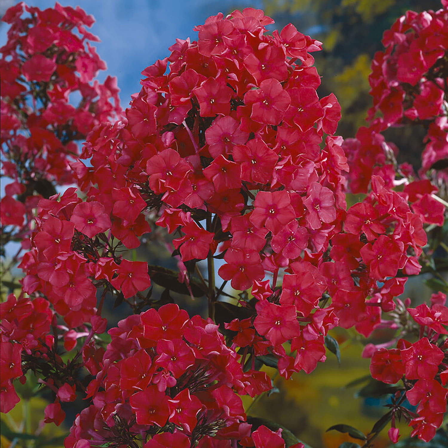 Van Zyverden Tall Phlox Paniculata Starfire Set of 5 Plant Roots Red Partial Sun Fragrant 1 lb