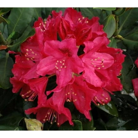 Nova Zembla Red Rhododendron - Starter Plant ( 8m ) ( 1 live plant )
