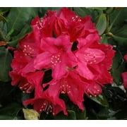 Nova Zembla Red Rhododendron - Starter Plant ( 8m ) ( 1 live plant )