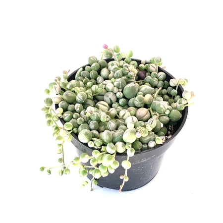 Variegated String of Pearls Succulents, 4" Pot