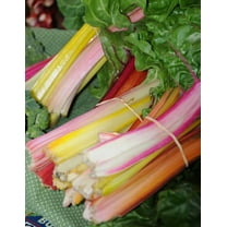 250 Rainbow Swiss Chard - Non-GMO Heirloom - Open Pollinated