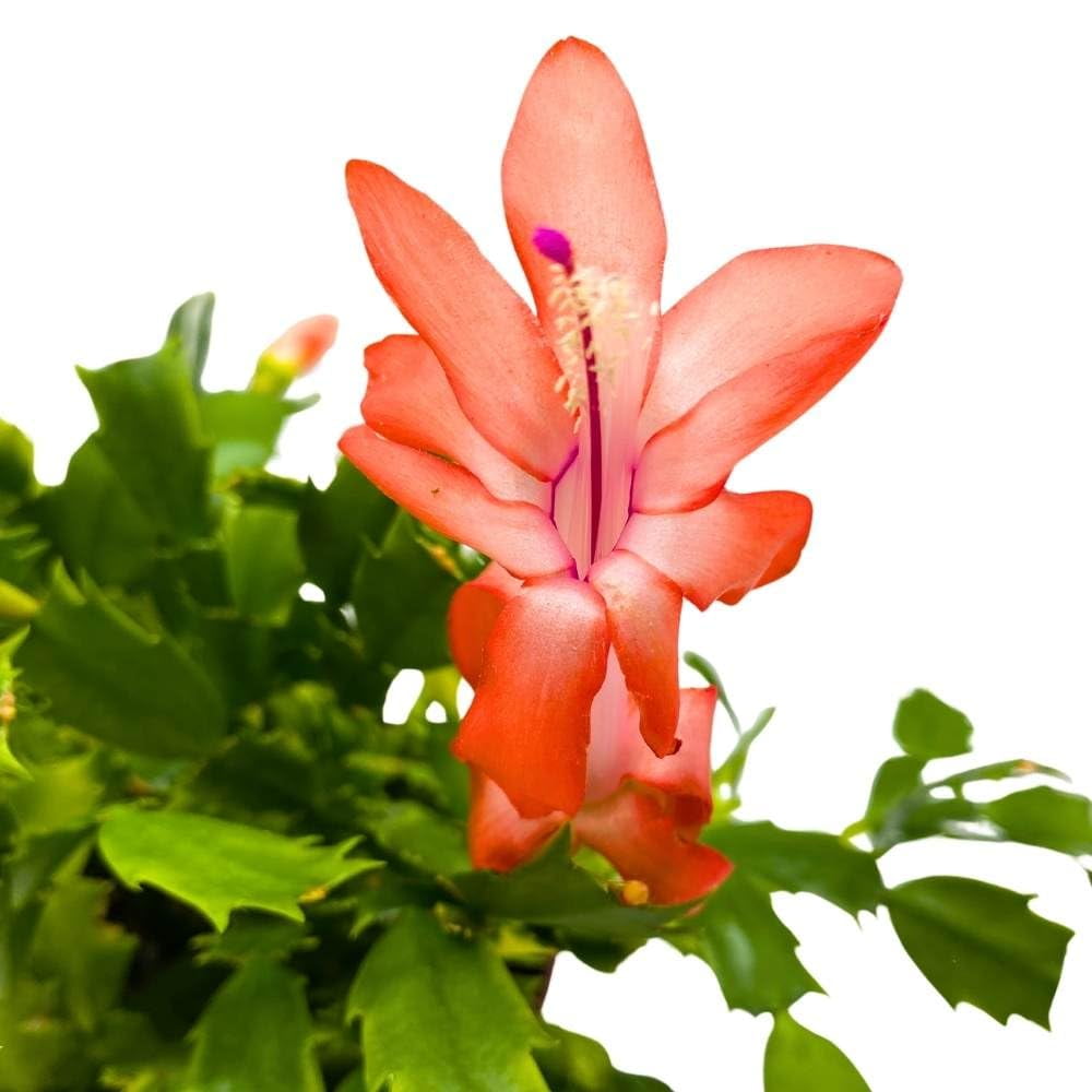 BubbleBlooms Christmas Cactus, 6-inch Holiday Crab Plant, Thanksgiving Seasonal Flowering