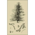 thumbnail image 2 of Vision Studio 10x14 Black Ornate Wood Framed with Double Matting Museum Art Print Titled - Arbor Study VI, 2 of 4