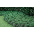 thumbnail image 2 of Mondo Grass Ophiopogon Japonicus  10 Live Pips Bare Root Plants  Live Shade Loving Evergreen Groundcover Plants, 2 of 9