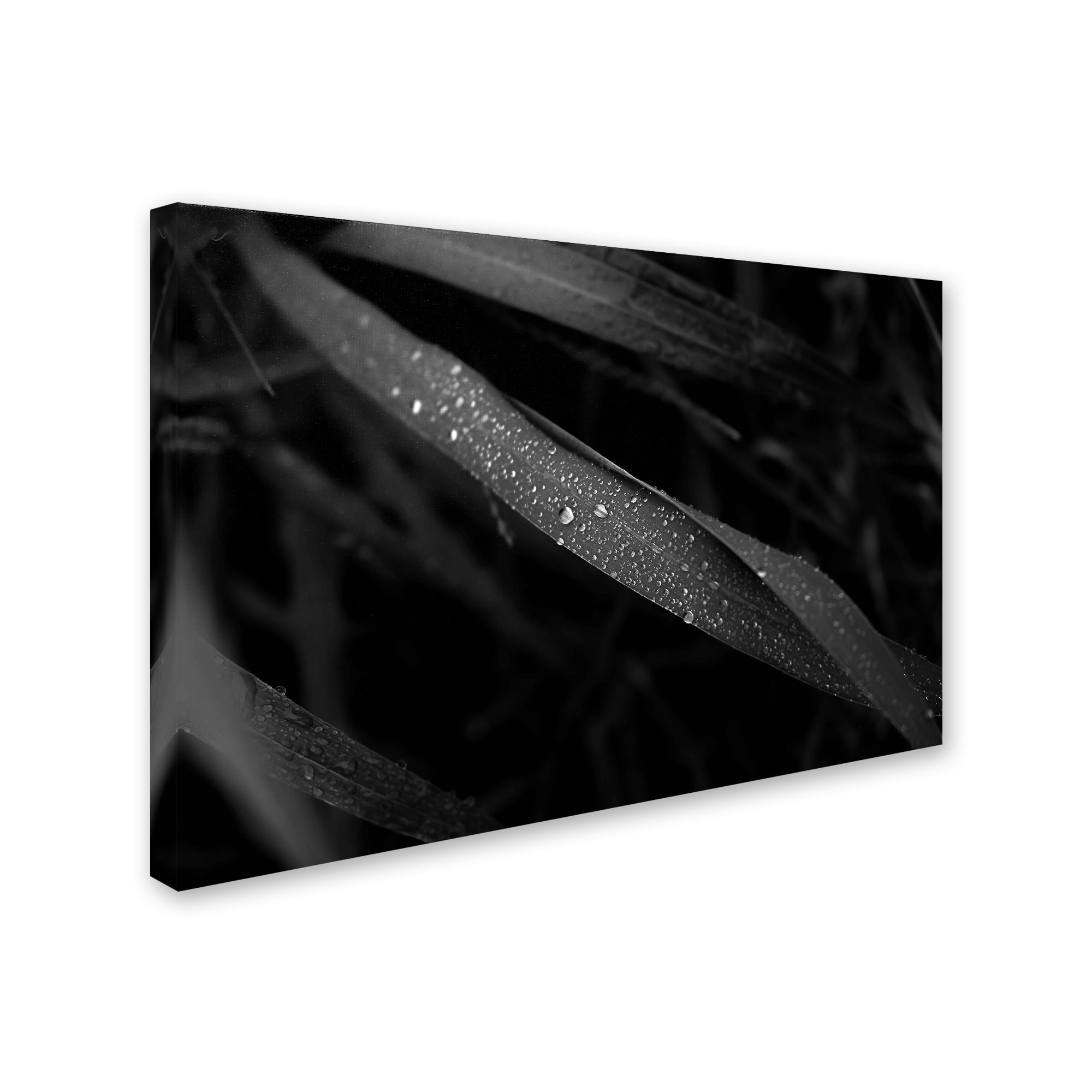 Trademark Fine Art 'Dew Drop' Canvas Art by Kouzou Nakano