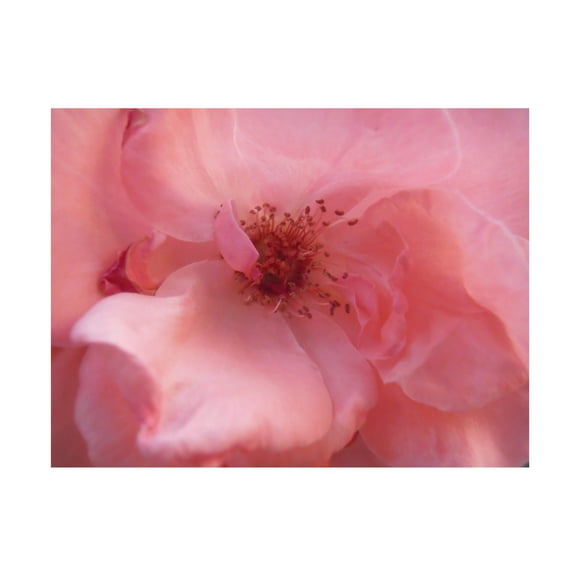 Canvas Wall Art - Snezana Petrovic 'Lovely Pink' Wall Art for Living Room, Bedroom, or Office D?cor by Trademark Fine Art - 19 x 14 Inches