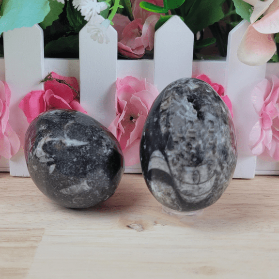 Orthoceras Egg 2" - 2.5"