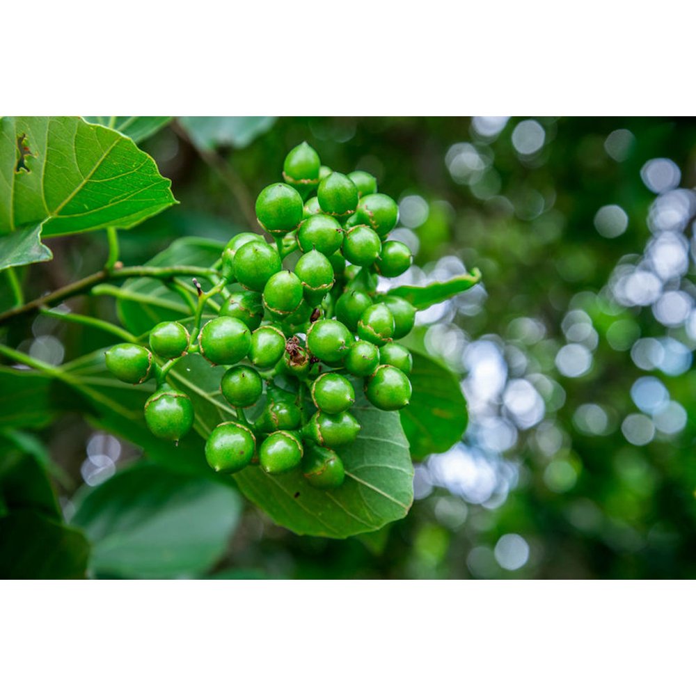 5 Seeds Anonang Tropical plant Seed Great potted Tropical Multiuse