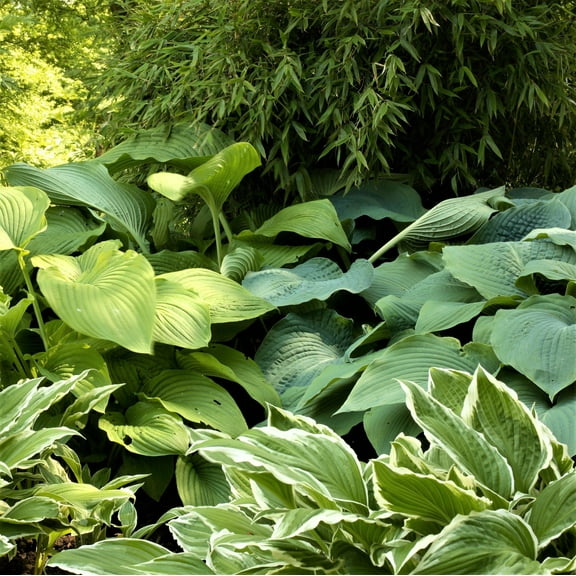 Easy to Grow Hosta Giants Collection 9 Plant Roots, Summer Shade Zones 3-9