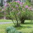 thumbnail image 5 of Direct Gardening President Grevy Lilac Potted Purple Flowering Starter Shrub, 5 of 5