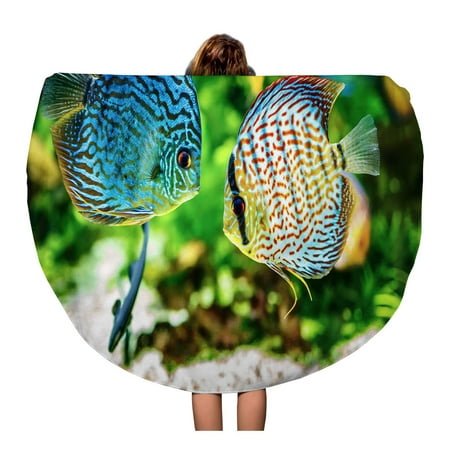 SIDONKU 60 inch Round Beach Towel Blanket Blue Fish Symphysodon Discus in Aquarium on Green Colorful Travel Circle Circular Towels Mat Tapestry Beach (Best Light For Discus Fish Tank)