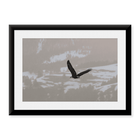 Framed Art Print, Bald Eagle over Soda Butte Creek, Yellowstone National Park by Jacob W. Frank, 17-7/8" x 21-7/8"