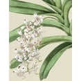 thumbnail image 2 of Vision Studio 26x32 White Modern Wood Framed Museum Art Print Titled - Orchid Blooms I, 2 of 4