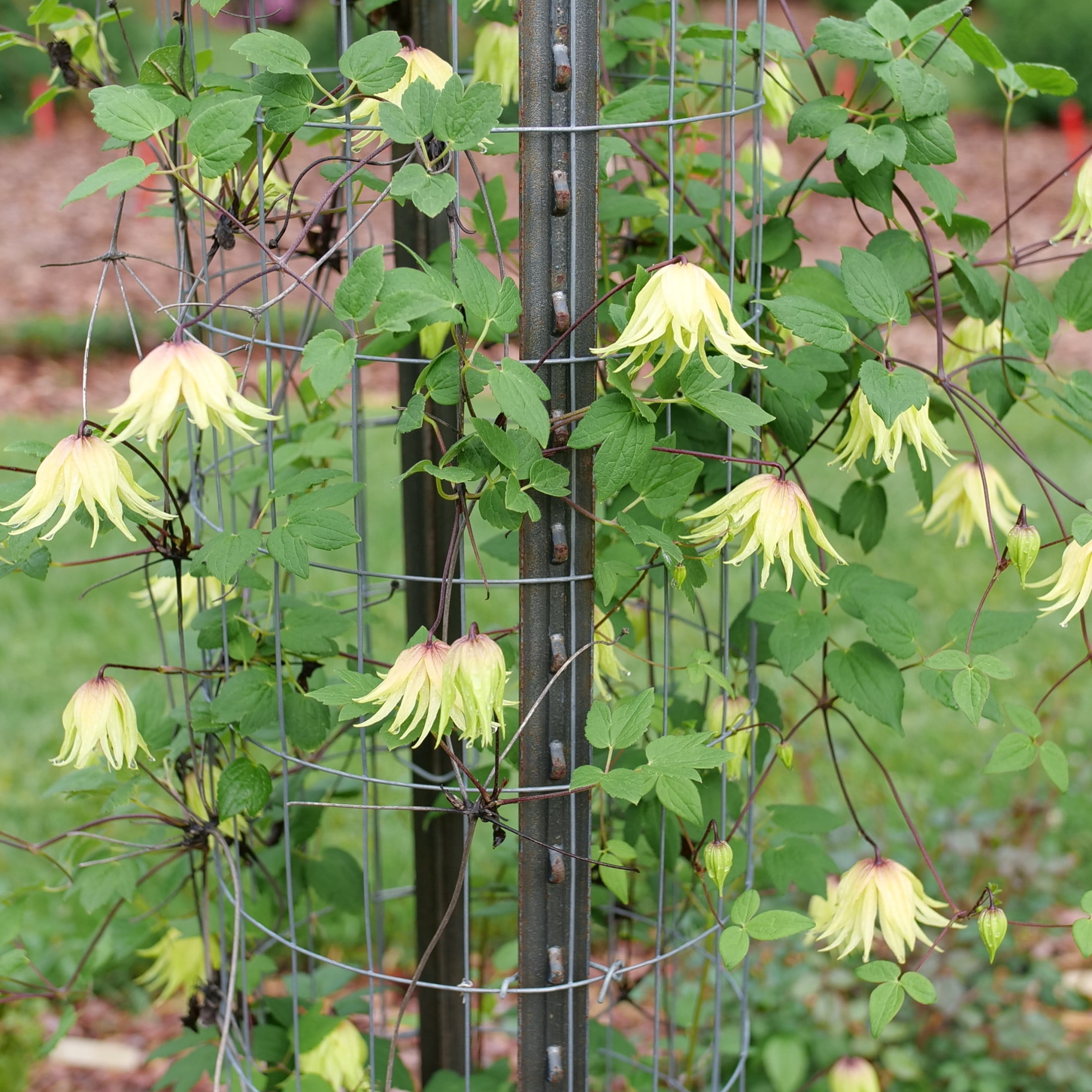 Proven Winners ColorChoice 5" Yellow Funyella Clematis Live Plant in 4.5" Pot (4 Count)