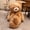 Brown, variant on Soft Plush Cute Teddy Bear Toy 35.4in Large Cute Stuffed Animal Gift