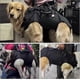 thumbnail image 4 of Dog Carrier Sling Size L Adjustable Black Multifunctional Pet Sling For Travel Hiking Vet Walking Car Motorcycle, 4 of 5