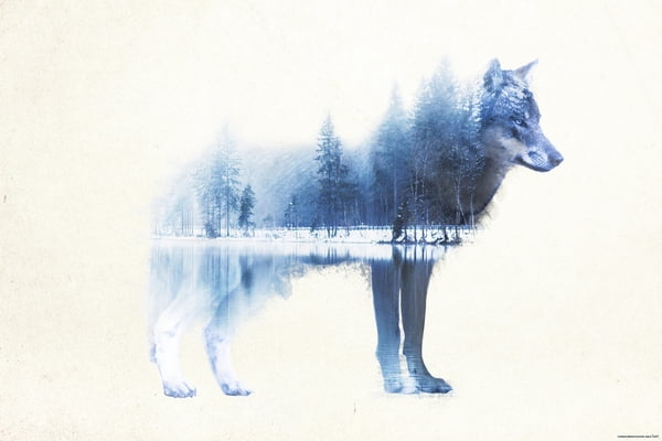 Forest Wolf Framed Art Nature Poster Print Art By Madeleine Size 36 X 24 Walmart Com Walmart Com Forest Wolf Framed Art Nature Poster Print Art By Madeleine Size 36 X 24 Walmart Com Walmart Com