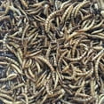 thumbnail image 5 of Flock Fest Dried Mealworms for Chickens, Wild Birds, Ducks, and Small Pets, 5 lbs. Bag, 5 of 11