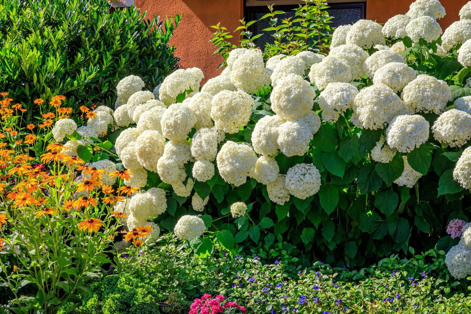 Ensemble de arbuste 6 contenants de 1 gallon (3,8 L) hortensia Annabelle
