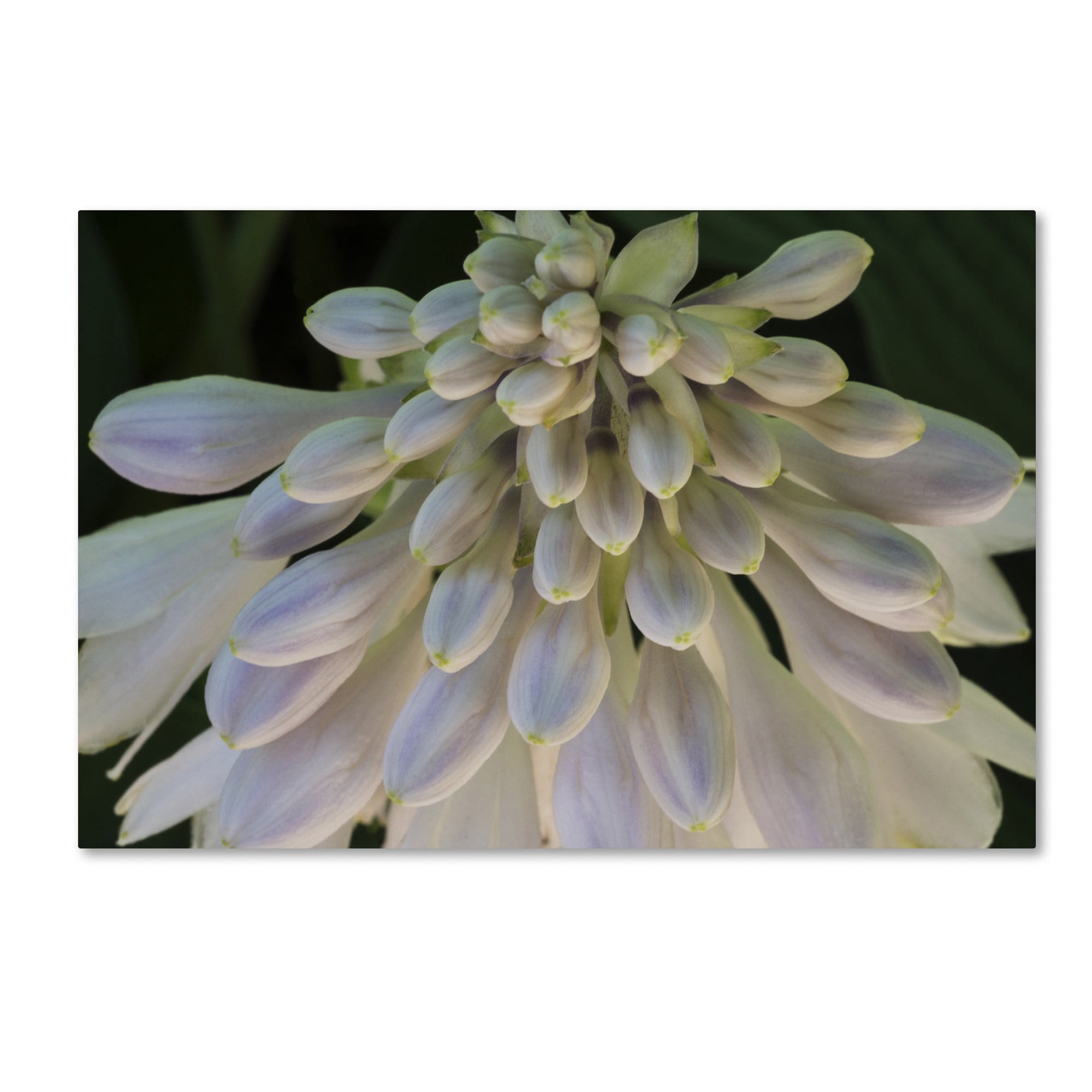 Trademark Fine Art "Hosta Flower Abstract" Canvas Art by Kurt Shaffer