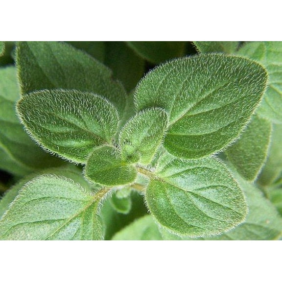 Greek Oregano Herb - Good Scents - Organum - Live Plant - 3" Pot