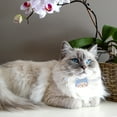 thumbnail image 3 of Miangastore Collier Chaton Adorable Polyester Bleu Lot de 1 5.5x1.97x0.79 Po, 3 of 8
