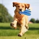 thumbnail image 2 of Juguete para Mascotas Perro Voz Pulpo Concha Rompecabezas Juguete Resistente Mordeduras Interactivo Mascota Perro Limpieza Dientes para Masticar Suministros para Mascotas,E, 2 of 10