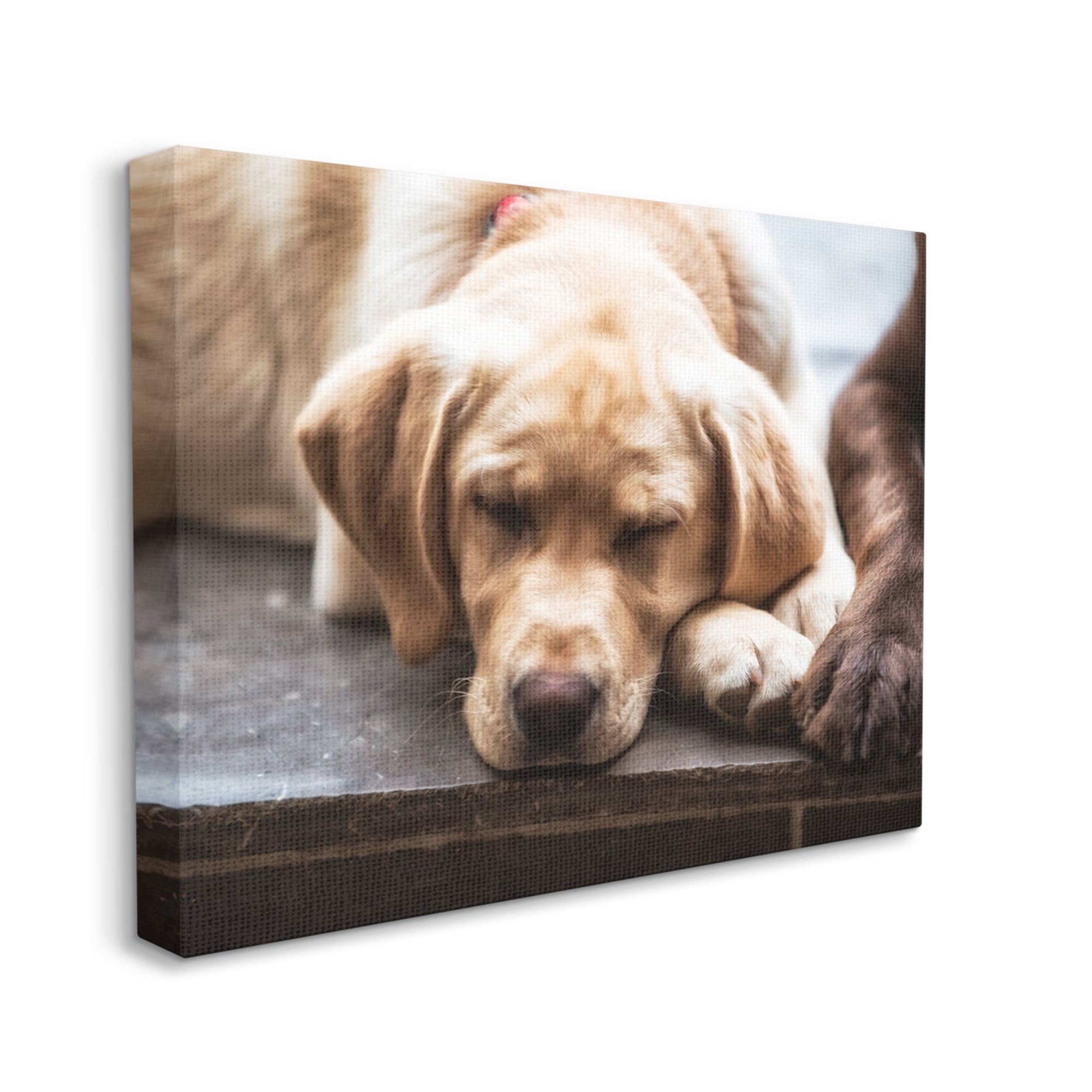 Stupell Industries Sweet Sleeping Dogs Resting Paws Animal Photography Photograph Gallery Wrapped Canvas Print Wall Art, Design by James Dobson