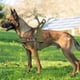 thumbnail image 3 of Reflective Dog Harness No Pull Military Tactical Pug Puppy Harnesses with Sticker Padded Pet Vest for Small Medium Large Dog ShopWise Round, 3 of 14