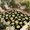Yellow Black, variant on Summer Lemon Outdoor Rug for Patio/Deck/Porch, Non-Slip Large Area Rug 4 x 6 Ft, Country Fruit Leaf Black Watercolor Indoor Outdoor Rugs Washable Area Rugs, Reversible Camping Rug Carpet Runner