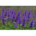 thumbnail image 2 of HIGHGW 200 Graines de Farinacée Bleu Saphir Sauge, 2 of 3