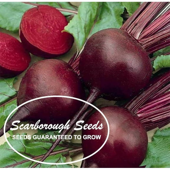 SCARBOROUGH SEEDS 100 SEEDS DETROIT DARK RED BEETS NON-GMO HEIRLOOM USA