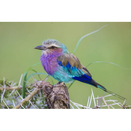 Africa. Tanzania. Lilac-breasted roller in Serengeti National Park. Print Wall Art By Ralph H.