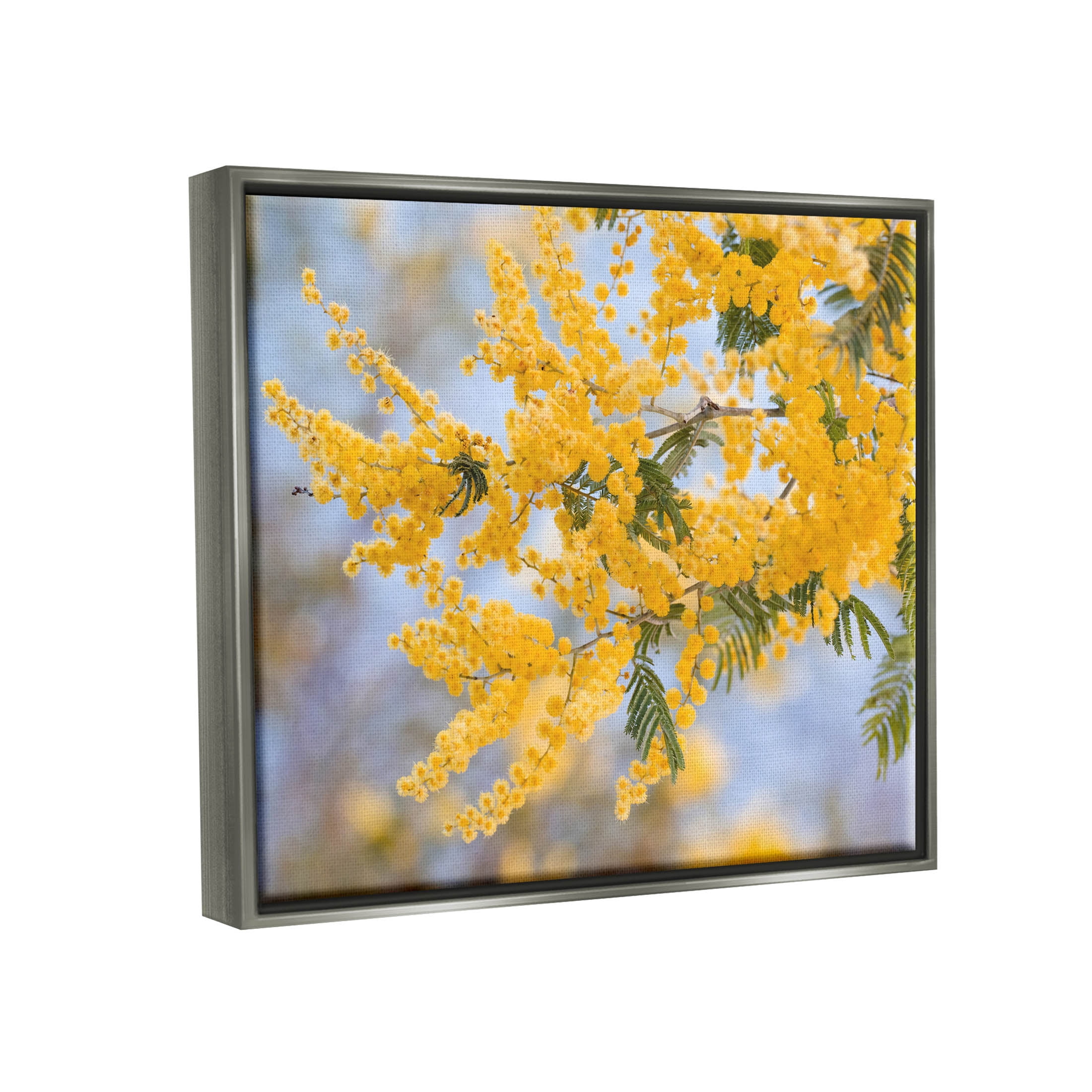 Yellow Mimosa Tree Flowers Nature Botanical & Floral Photograph Luster Gray Framed Art Print Wall Art