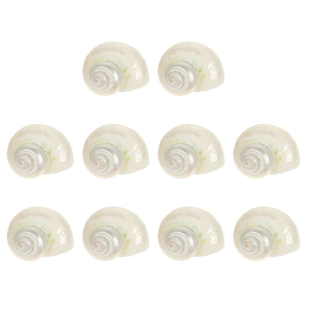 10 piezas de decoración de caracolas para pecera, conchas de cangrejo ermitaño, decoración de pecera, decoración de conchas de acuario, caracola natural