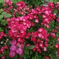 thumbnail image 2 of Heirloom Roses - Vif Eclat Hybrid Musk Rose Plant, 2 of 6