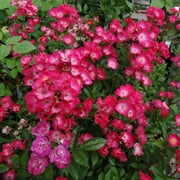 Heirloom Roses - Vif Eclat Hybrid Musk Rose Plant
