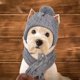 thumbnail image 3 of Conjunto de gorro y bufanda para perro, gorro tejido para perro, gorros cálidos de invierno navideños para mascotas, accesorios bonitos, calentador de orejas para cuello, capucha cálida, 3 of 5