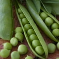thumbnail image 2 of American Seed Pea Little Marvel Dwarf Annual Vegetable Seeds Full Sun, 2 of 7