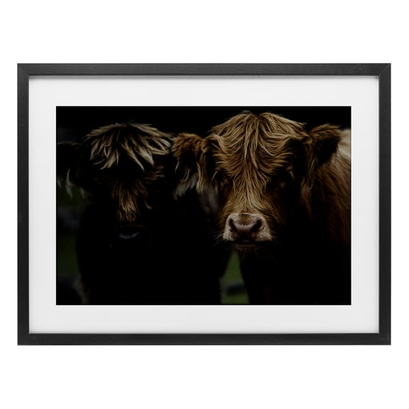 Cow Faces Highland Pair Black Framed Print Under Glass, design by Amy Carroll