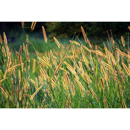 - LAMINATED POSTER Golden Seeds Grass Seed Long Seeds Brown Seed Field Poster Print 24 x 36