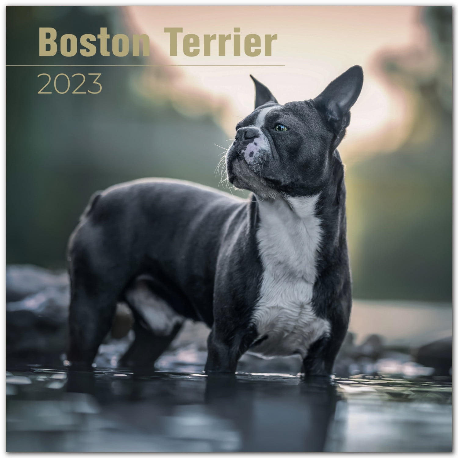 2022 2023 Boston Terrier Calendar - Dog Breed Monthly Wall Calendar - 12 x 24 Open - Thick No-Bleed Paper - Giftable - Academic Teacher's Planner Calendar Organizing & Planning - Made in USA