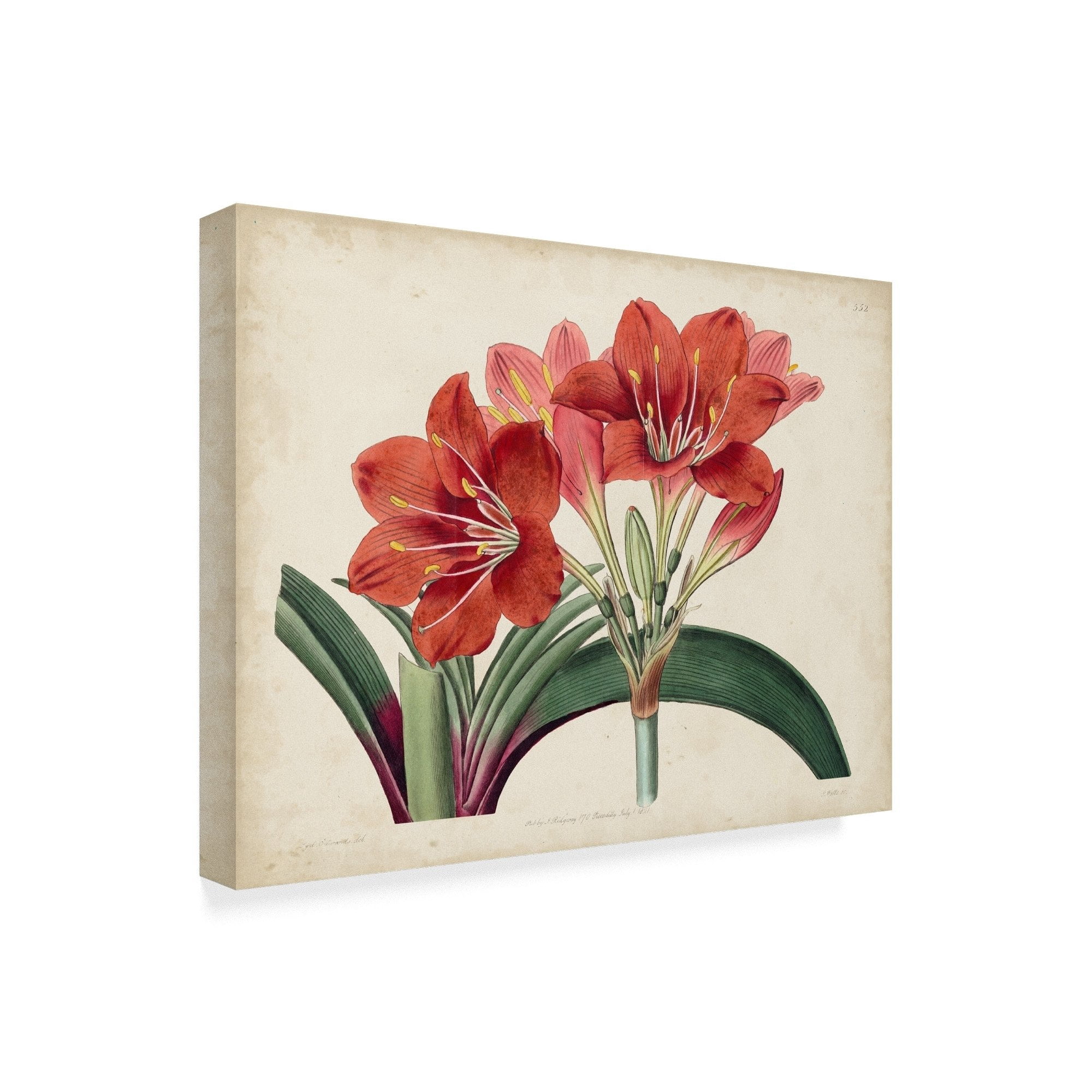 Trademark Fine Art 'Amaryllis Splendor II' Canvas Art by Curtis