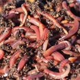 thumbnail image 4 of NaturesGoodGuys Live Redworms Composting Red Worms - 600 Red Wigglers, 4 of 4